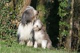 BEARDED COLLIE 387